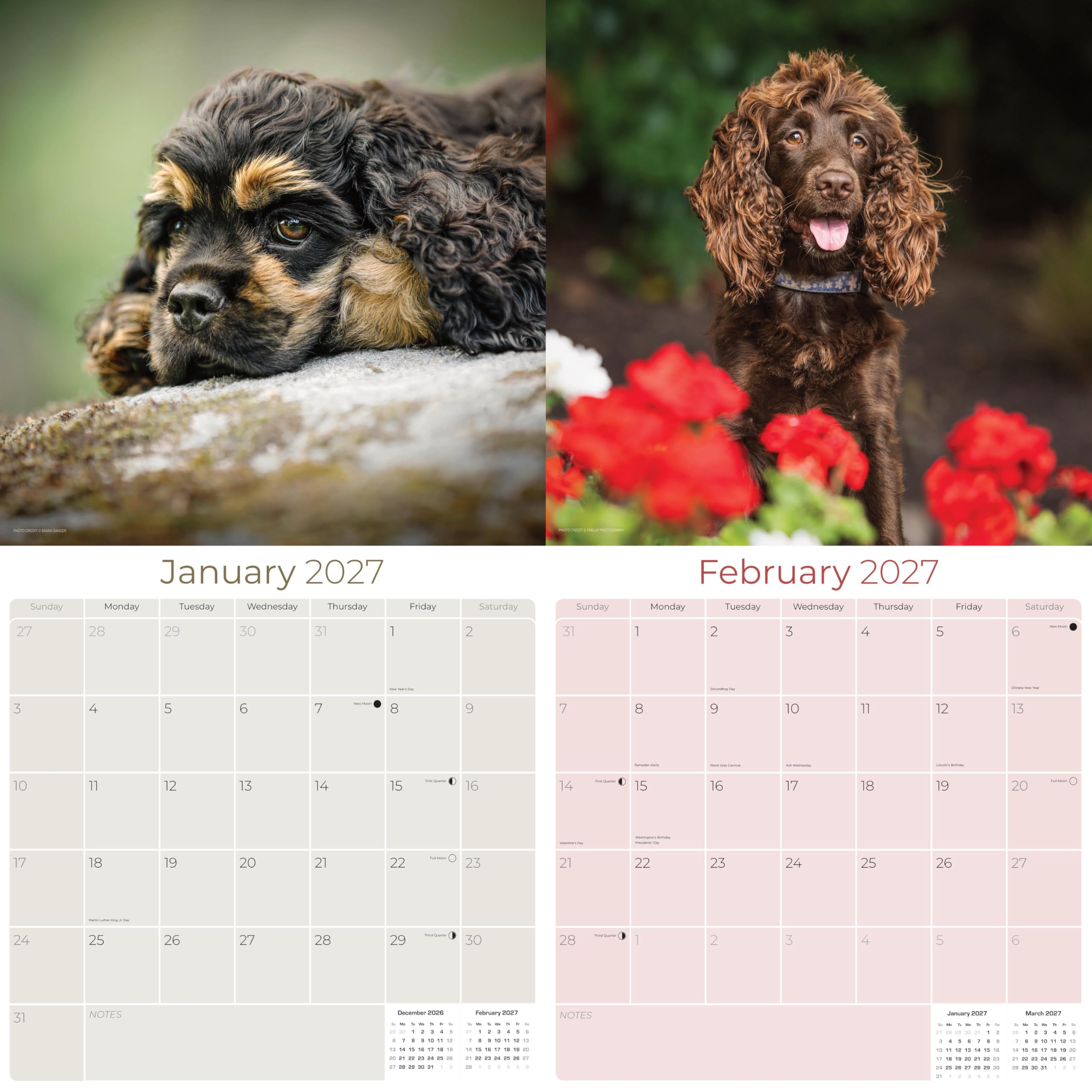 イングリッシュウォータースパニエル　壁掛け　イングランド製　ドマン　Domain Amazon | English Cocker Spaniel カレンダー 2027 – 16か月 犬 壁掛け
